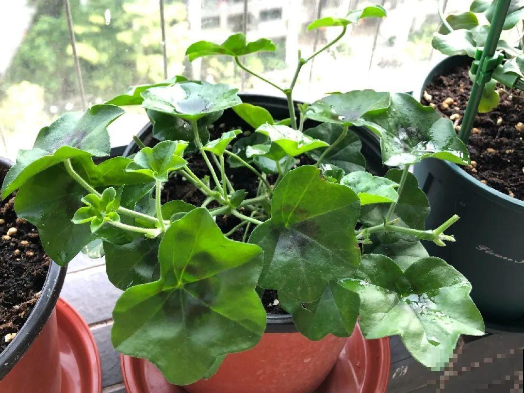 8种花,养小不养老,越老开花越少! 8种花,养小不养老,越老开花越少!