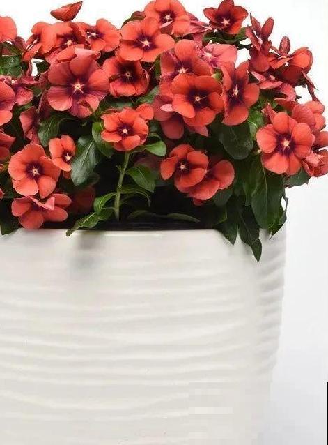 1种花是开花机器，只要温度合适，一年四季都能开花