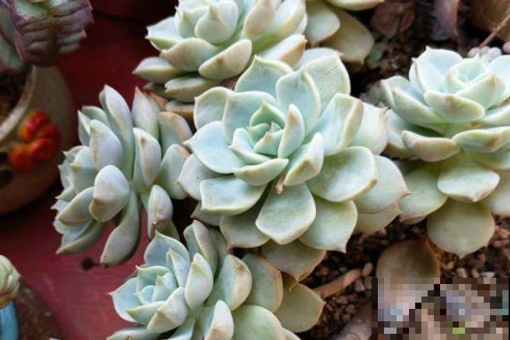 立秋养多肉，注意这4点，不然分分钟挂掉！