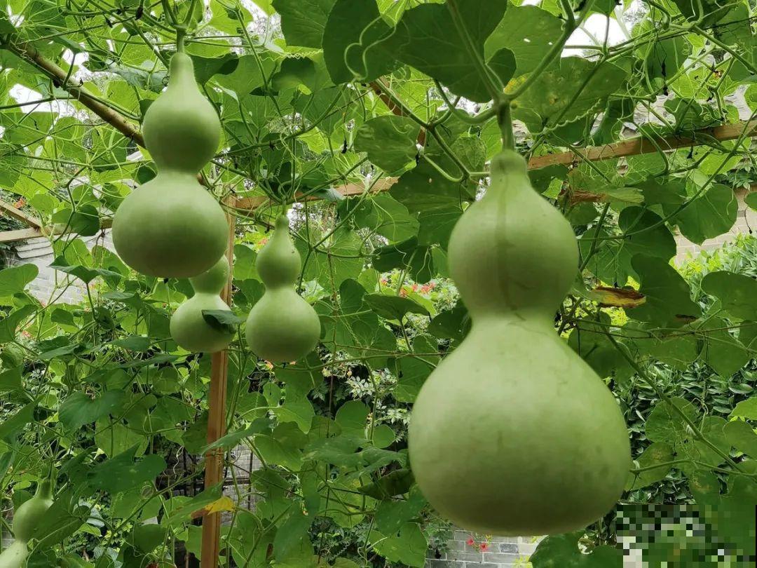 20种有毒花,出门别乱摘,有小孩的特别注意 20种有毒花,出门别乱摘,有小孩的特别注意