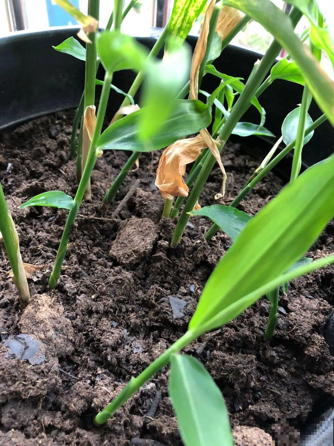 秋天养这4种菜，长得快、结果多，一茬茬吃不完！