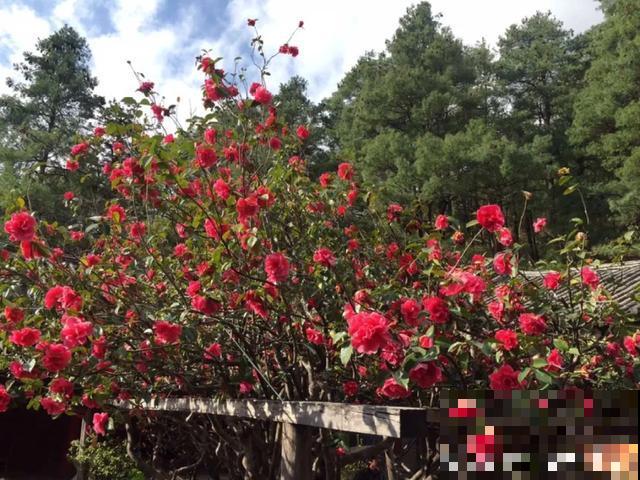 寿命最长的花，10岁养到100岁，够你养一辈子！