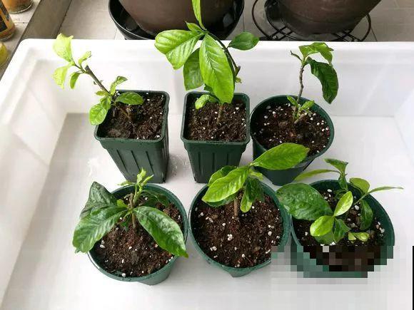 旧筷子、老干妈瓶，都是养花宝贝，做盆浇水都能用！