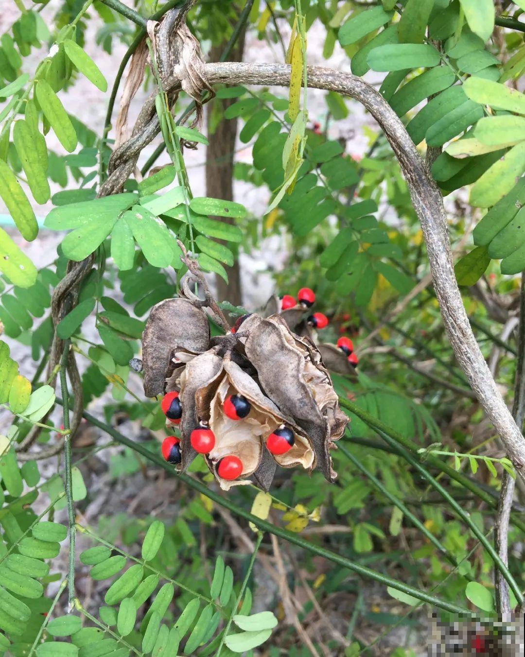 罂粟花不能随便种,私自种植,就得薅光 罂粟花不能随便种,私自种植,就得薅光