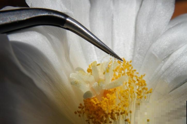 开花的仙人球,刷一下、结籽千千万,撒土里冒一盆苗! 开花的仙人球,刷一下、结籽千千万,撒土里冒一盆苗!