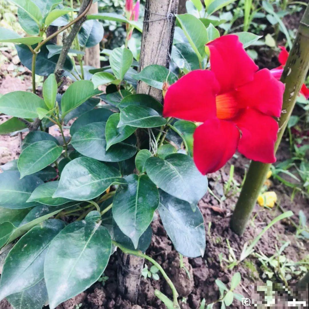 20到养花题，看看你能对几道，对一半就是大神