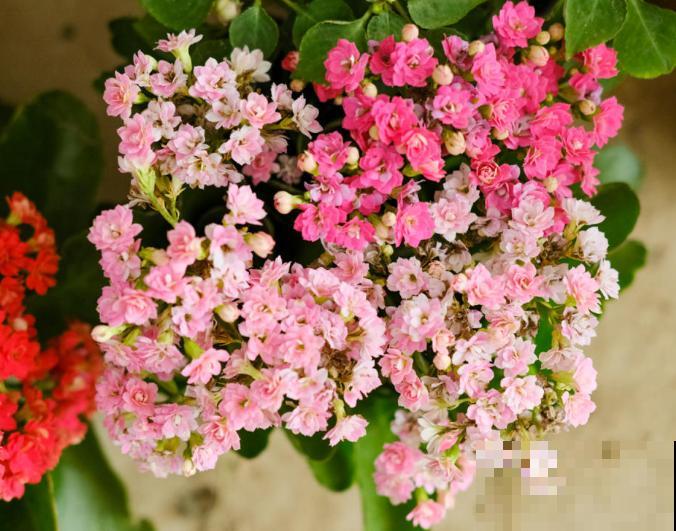 扦插最佳时期到了,有这花赶紧插,沾土就能活! 扦插最佳时期到了,有这花赶紧插,沾土就能活!