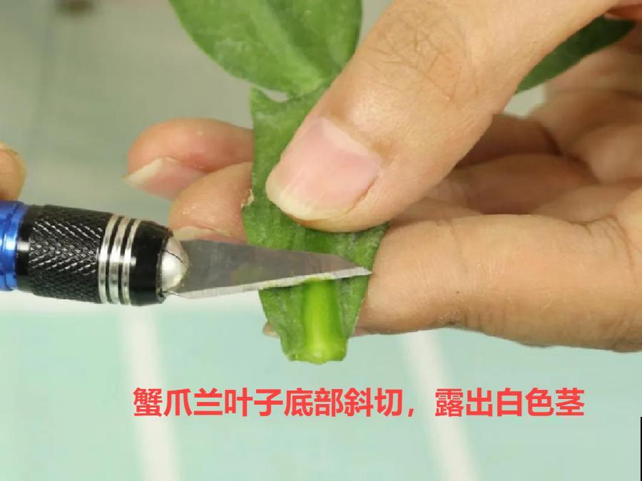 嫁接达人,玉树嫁接长寿上,花友直呼内行! 嫁接达人,玉树嫁接长寿上,花友直呼内行!