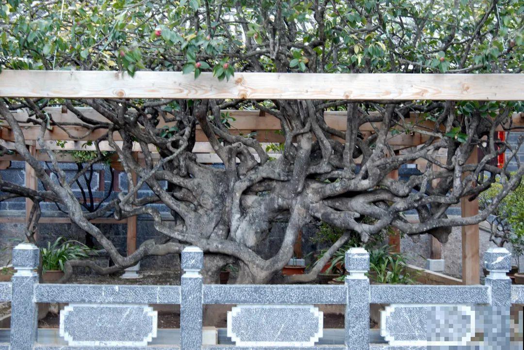 407岁古树，熊孩子玩火烧坏，只剩树皮还能活？