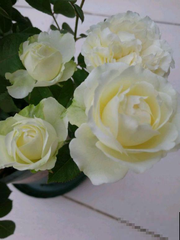 永远系列月季,个个都是经典品种,养一次就上瘾! 永远系列月季,个个都是经典品种,养一次就上瘾!