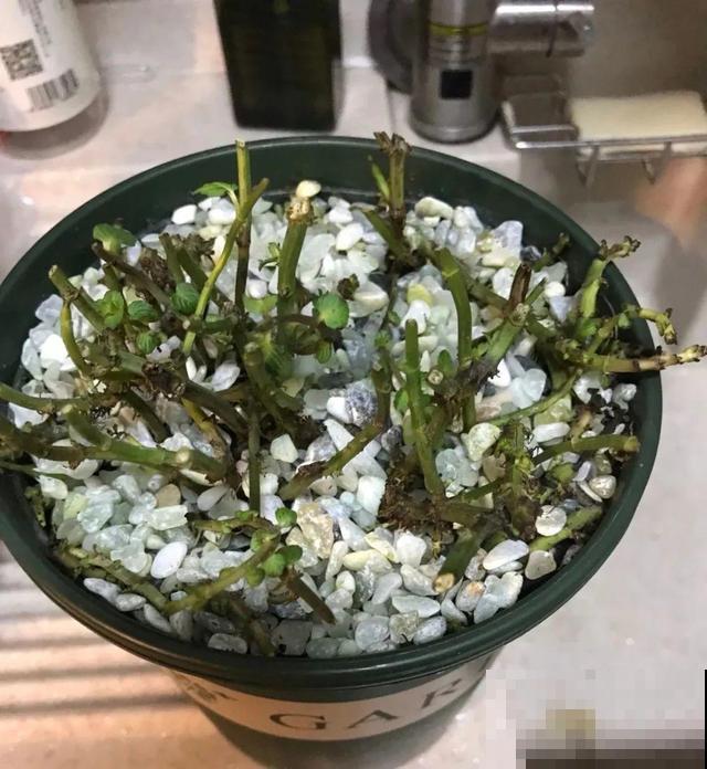 8种花要舍得掐,才能越长越旺盛 8种花要舍得掐,才能越长越旺盛