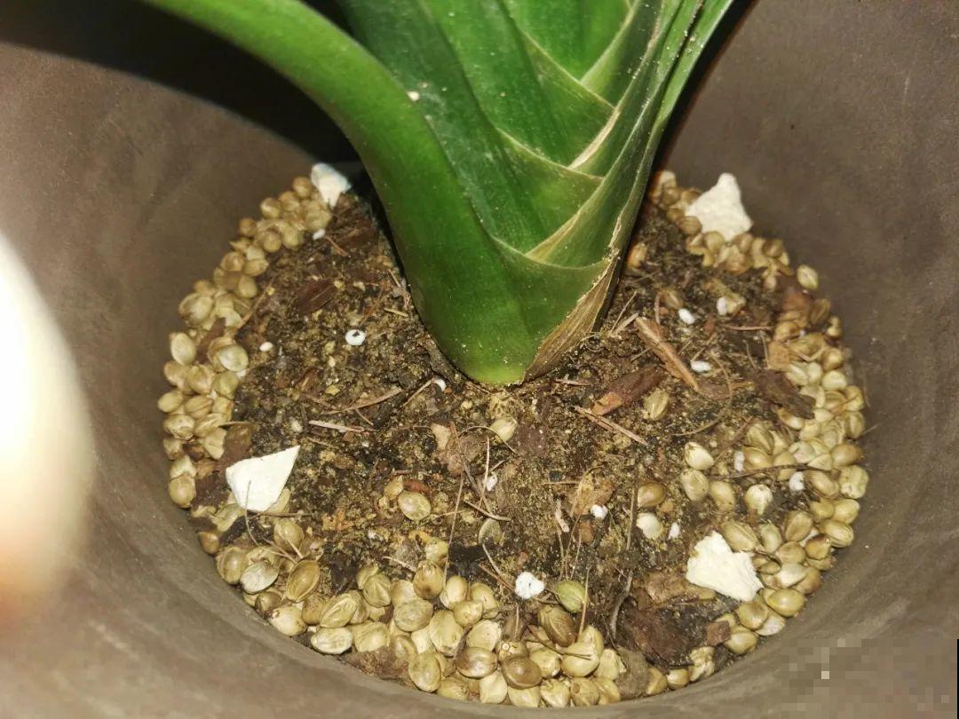 9月施肥季,这花赶紧贴秋膘,才能爆开花! 9月施肥季,这花赶紧贴秋膘,才能爆开花!