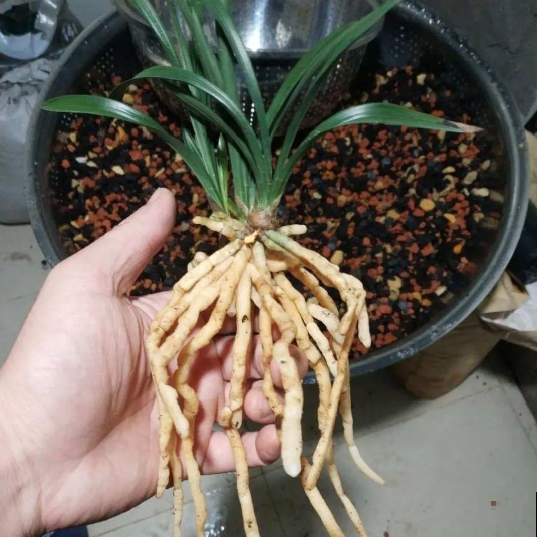 立秋后养花,8个注意事项,把花养的像白菜! 立秋后养花,8个注意事项,把花养的像白菜!