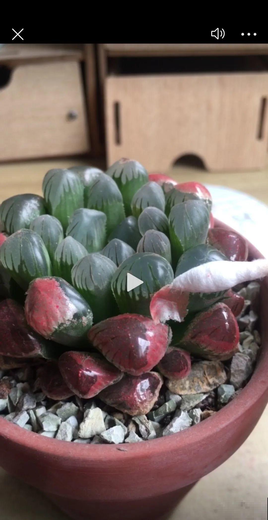 花盆里插朵花,装成天堂鸟,谁买谁上当 花盆里插朵花,装成天堂鸟,谁买谁上当