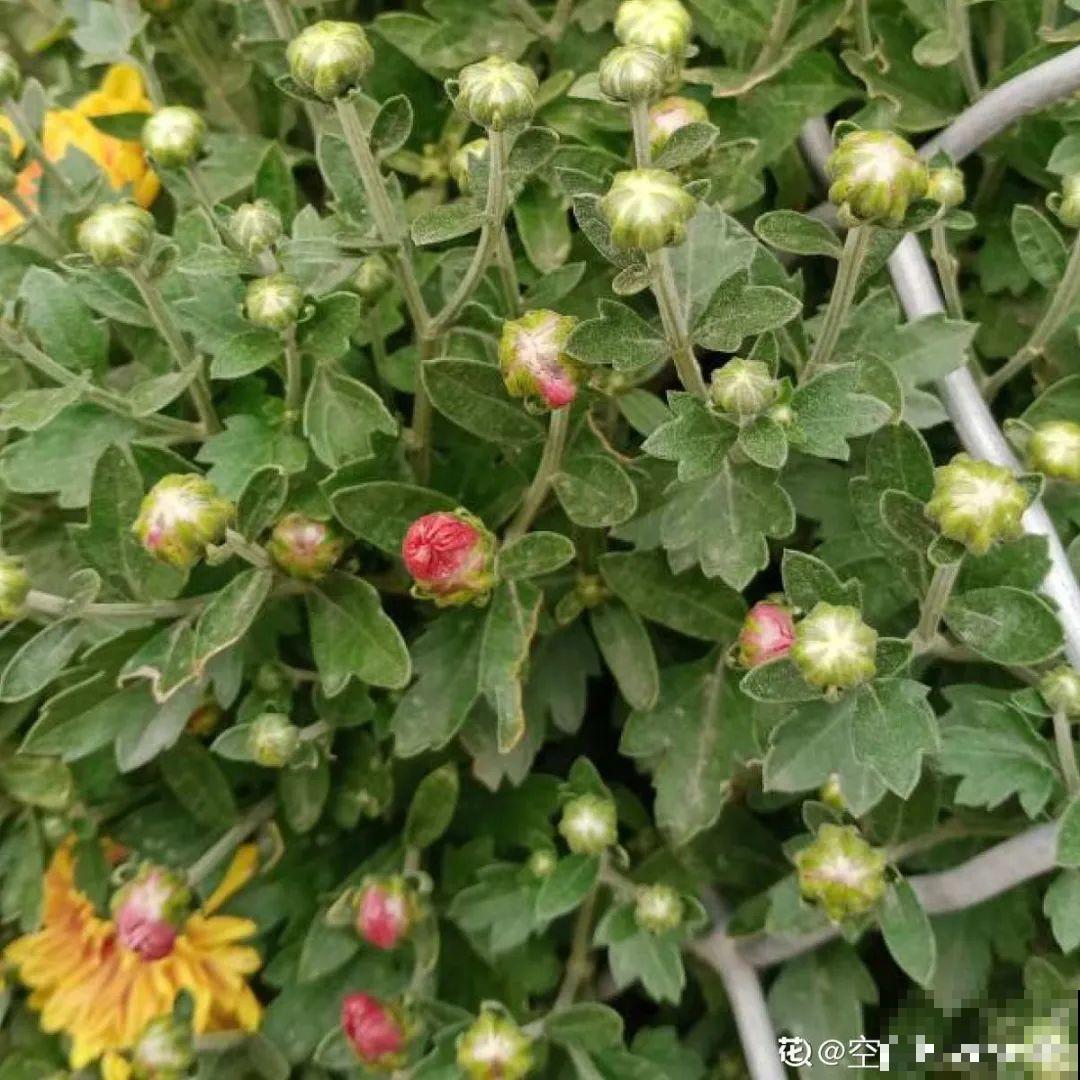 6种花,现在长的快,多浇水、勤施肥! 6种花,现在长的快,多浇水、勤施肥!