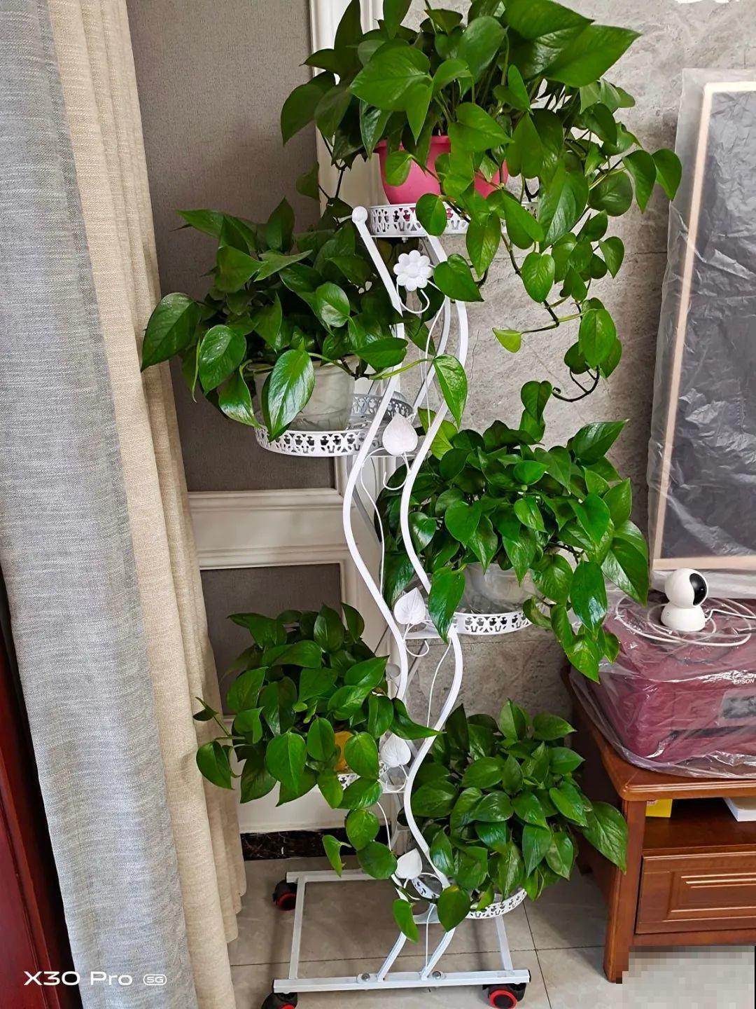 都说这花很好养,为啥还是养死了?就是因为管不住手! 都说这花很好养,为啥还是养死了?就是因为管不住手!