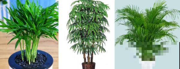 这5种绿植，长得实在太像了，一不小心就买到假货！
