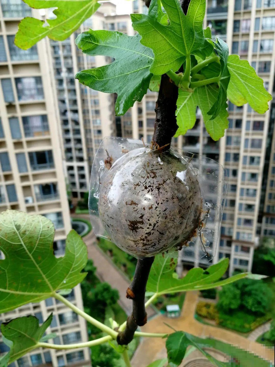 枝条不用扦插也能繁殖，环割一圈裹上土，塑料袋一包就能长根