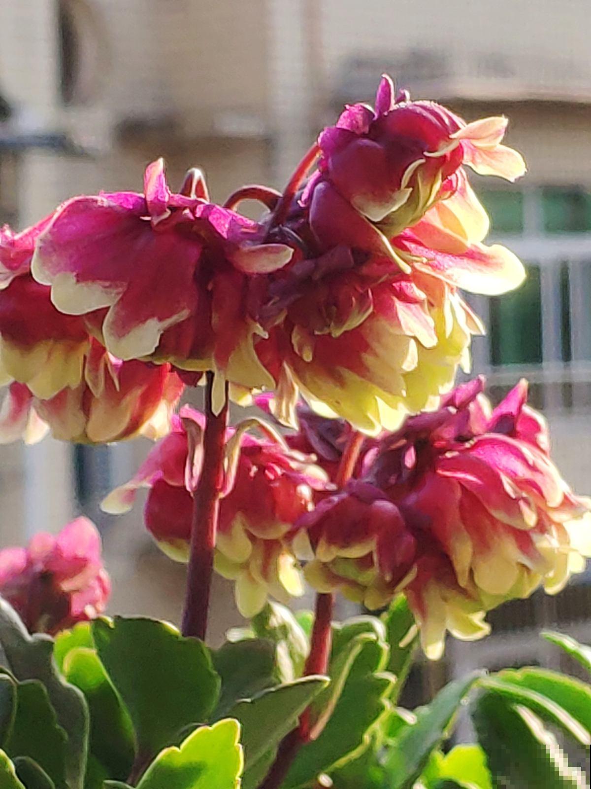 秋冬新宠“小铃铛”，原来叫宫灯长寿，跟不死鸟是亲戚