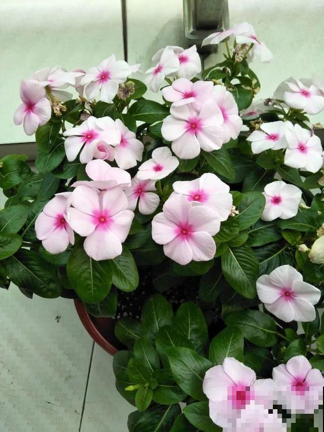 8种花要舍得掐,才能越长越旺盛 8种花要舍得掐,才能越长越旺盛