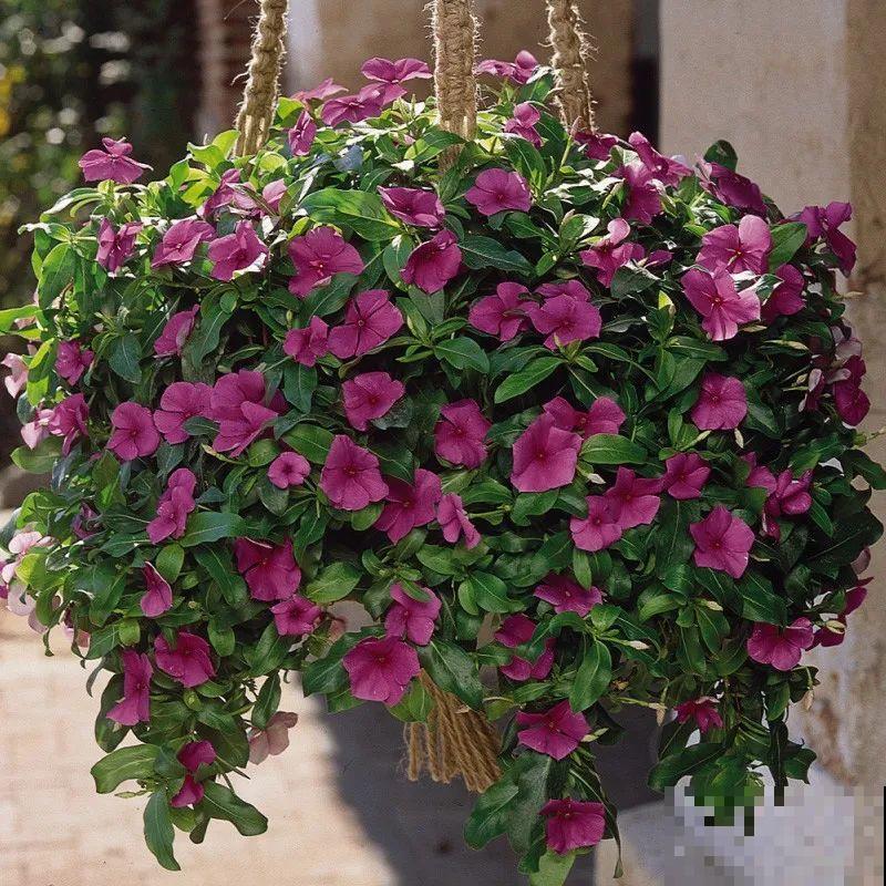 1种花是开花机器，只要温度合适，一年四季都能开花