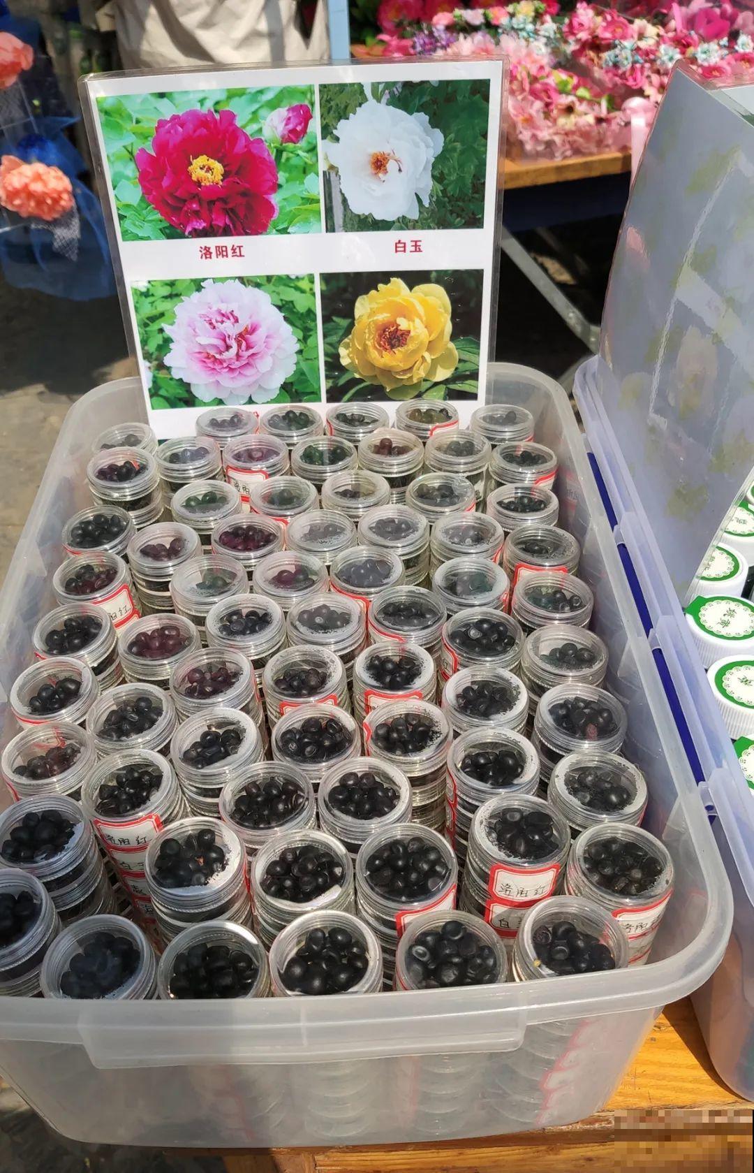 花盆里插朵花，装成天堂鸟，谁买谁上当