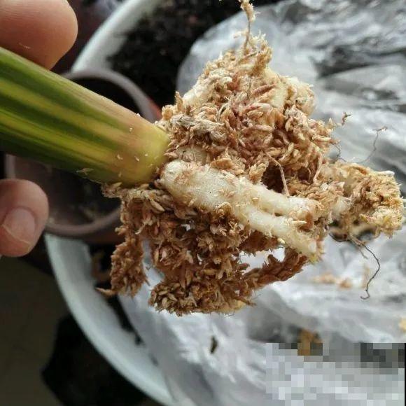 这花拔起来没有根,赶紧换盆,不然活不过俩月! 这花拔起来没有根,赶紧换盆,不然活不过俩月!