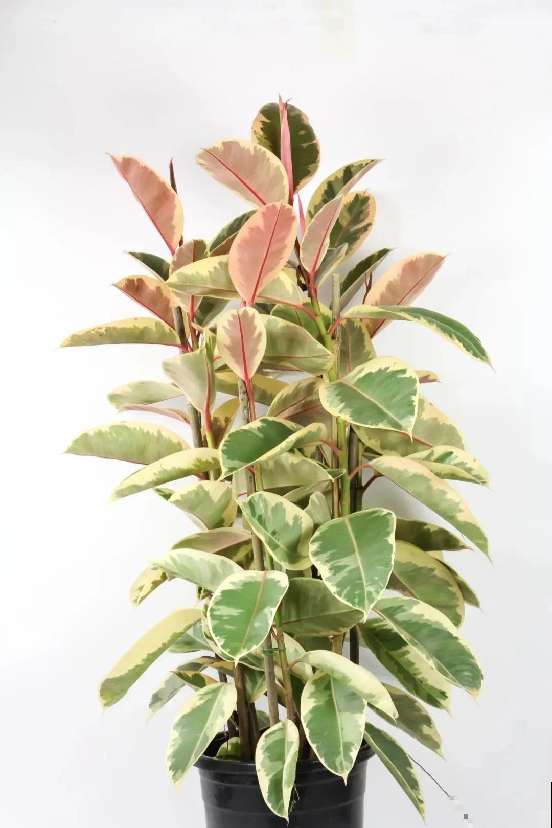 新买一盆花,叶子五颜六色,真怀疑它是不是喷药了? 新买一盆花,叶子五颜六色,真怀疑它是不是喷药了?