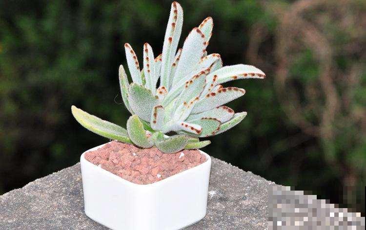 天生长毛的多肉，叶子毛绒绒，比玩具熊还可爱