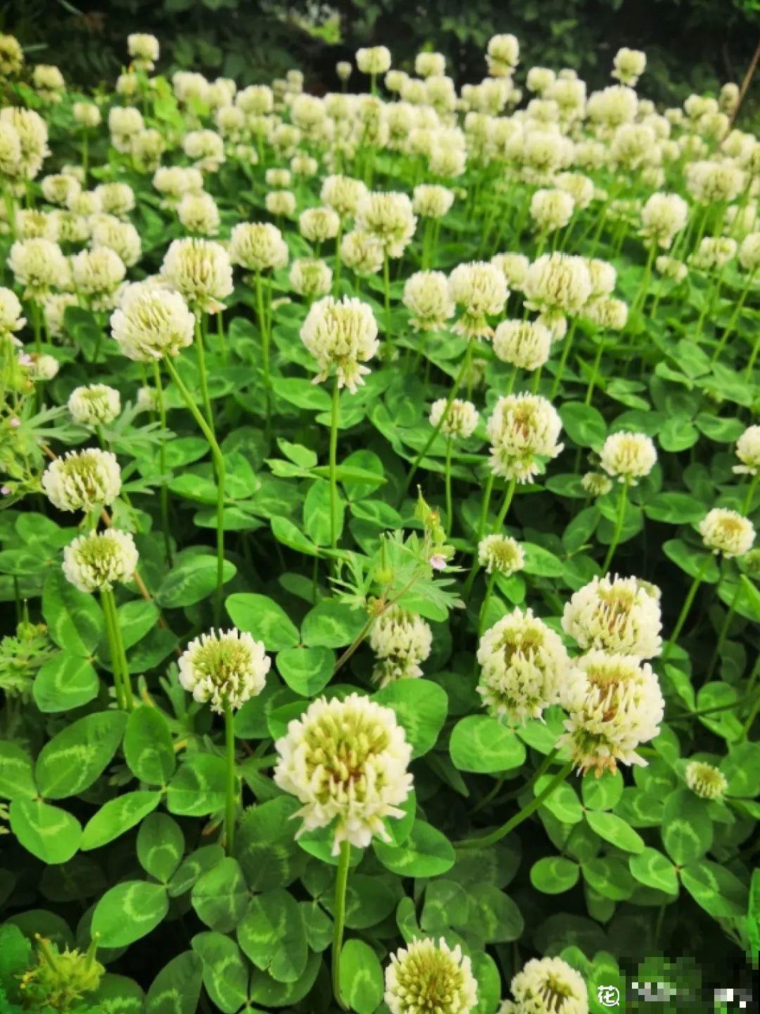 38种入侵植物,全村出来挖,挖完又长一大片 38种入侵植物,全村出来挖,挖完又长一大片