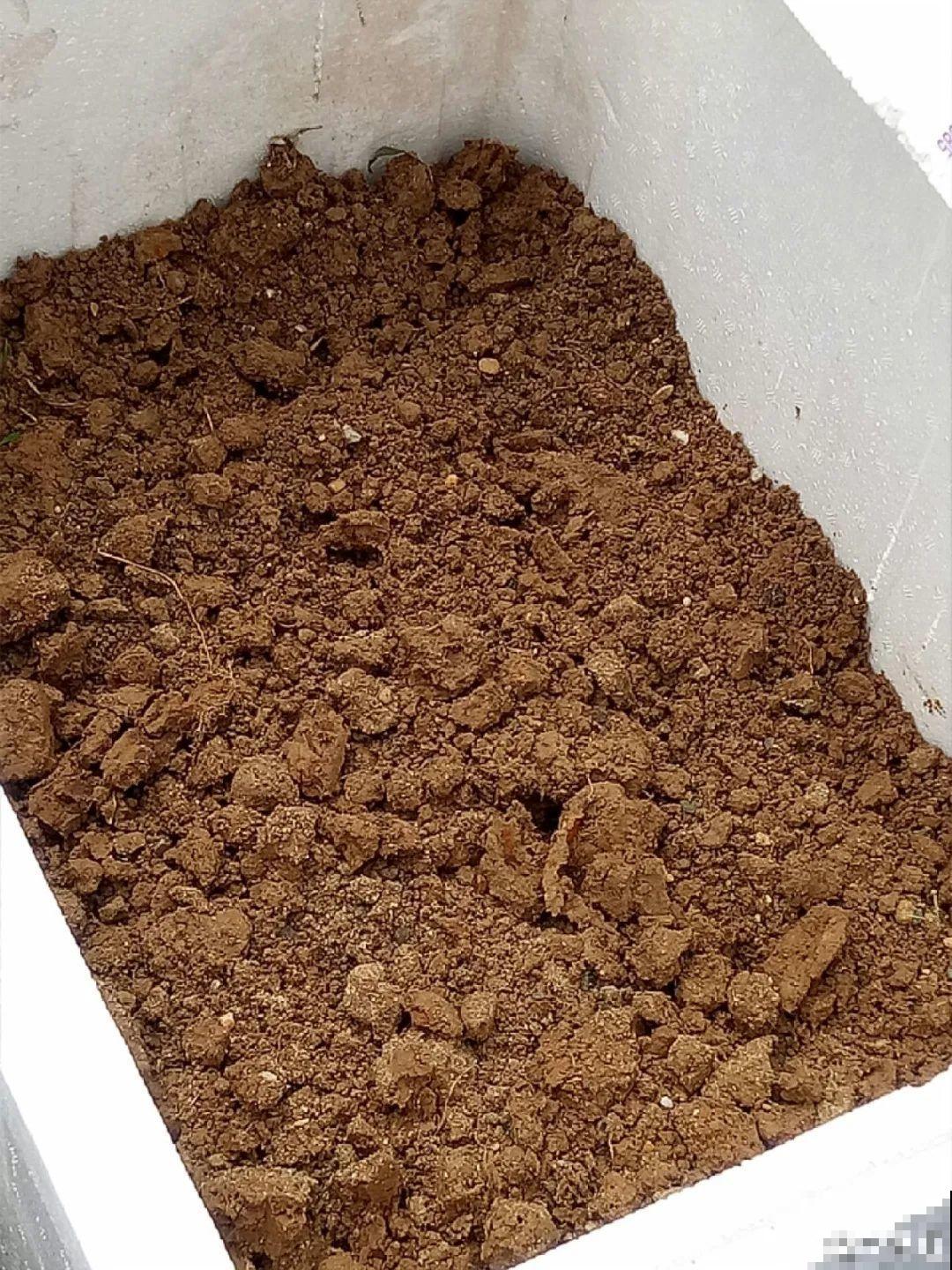 换盆的旧土别丢了,掺点料,肥得冒油! 换盆的旧土别丢了,掺点料,肥得冒油!