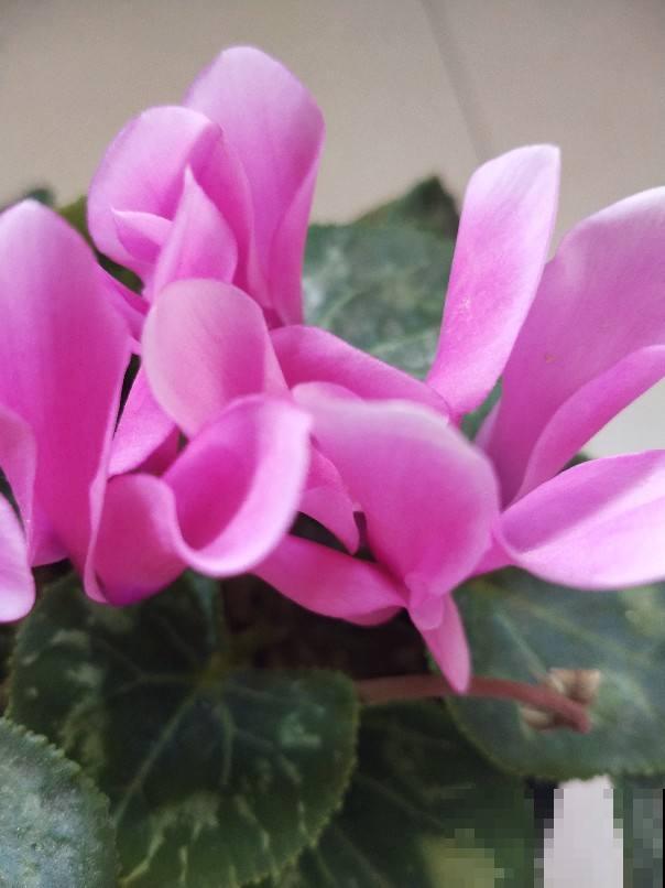 4种花，初秋千万别入手，养不活还浪费钱