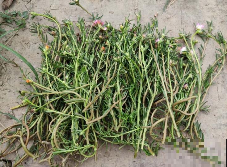 养这3种花,千万别买种子,十有八九是假的! 养这3种花,千万别买种子,十有八九是假的!