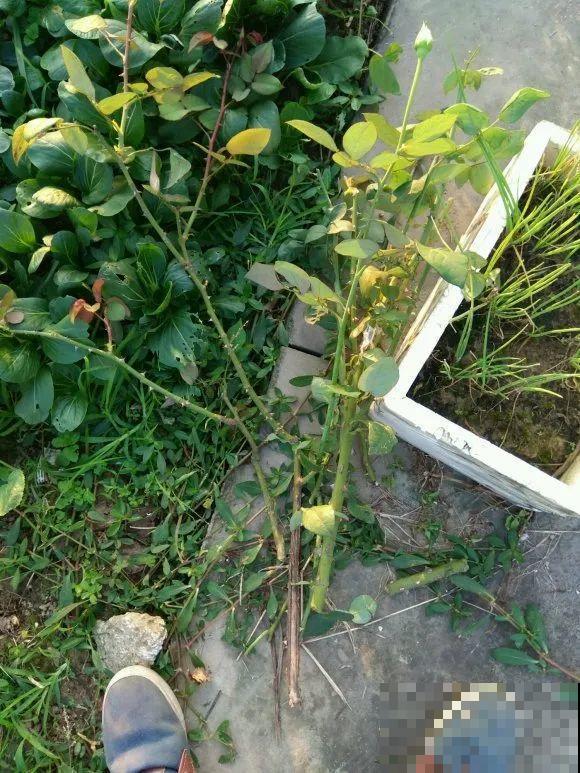 现在开始，这10种花不能剪，剪了开花难！