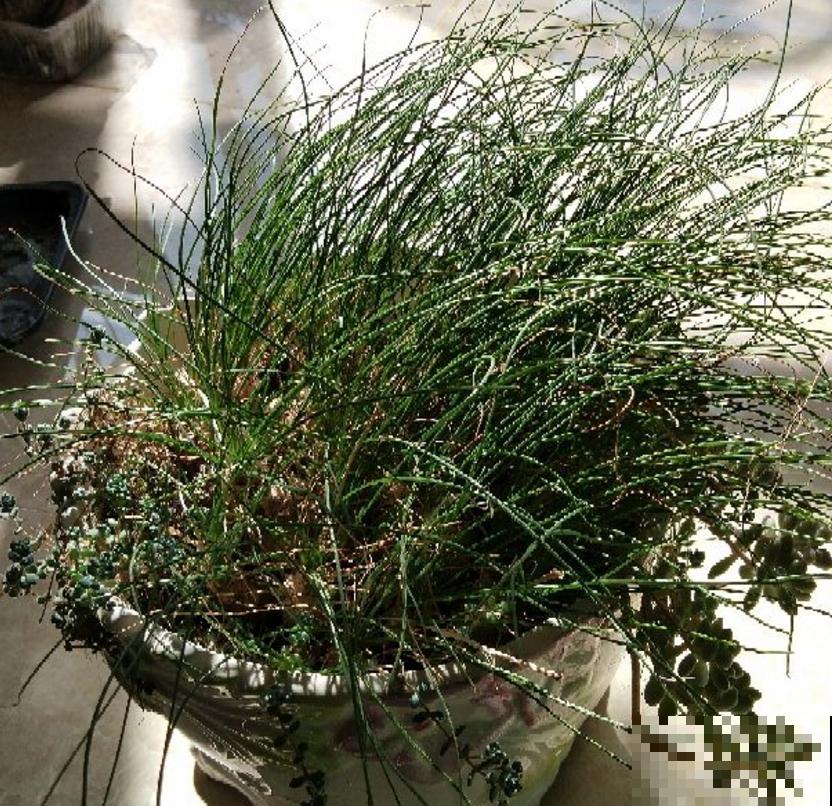 苍角殿很皮实，1个月不浇水都能活，养着省心！