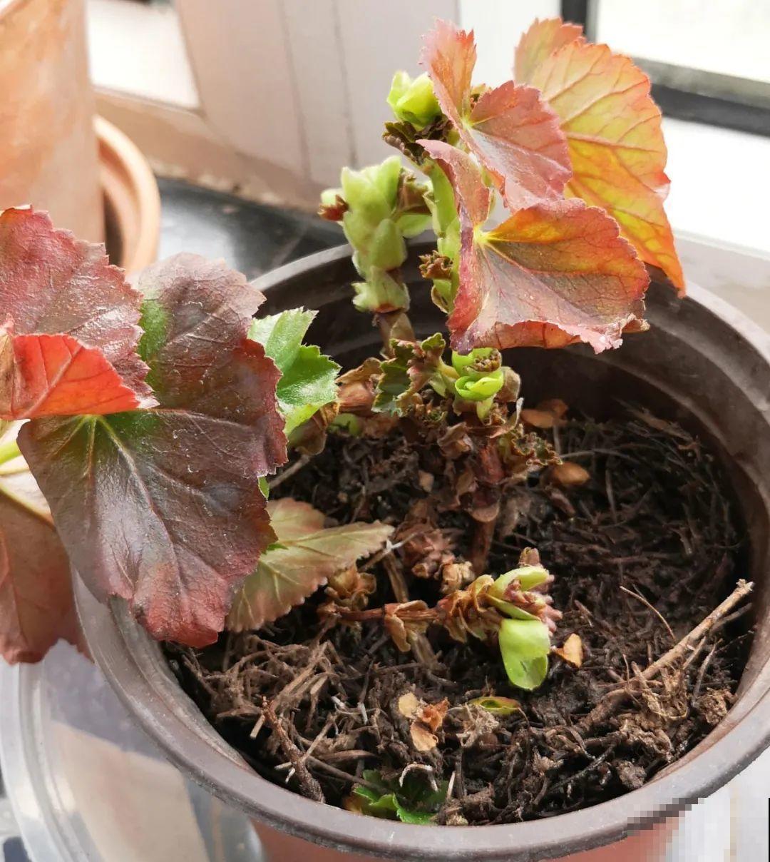 公认难养的花,养一盆死一盆,从来没有养活过! 公认难养的花,养一盆死一盆,从来没有养活过!