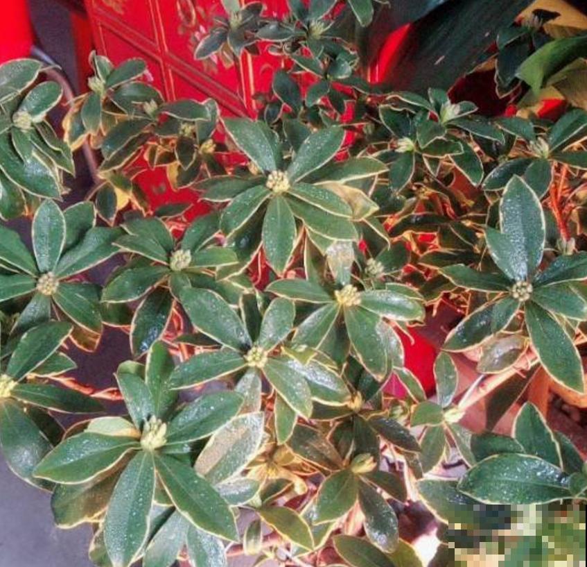 金边瑞香特喜酸,柠檬水浇一浇,开得特欢! 金边瑞香特喜酸,柠檬水浇一浇,开得特欢!