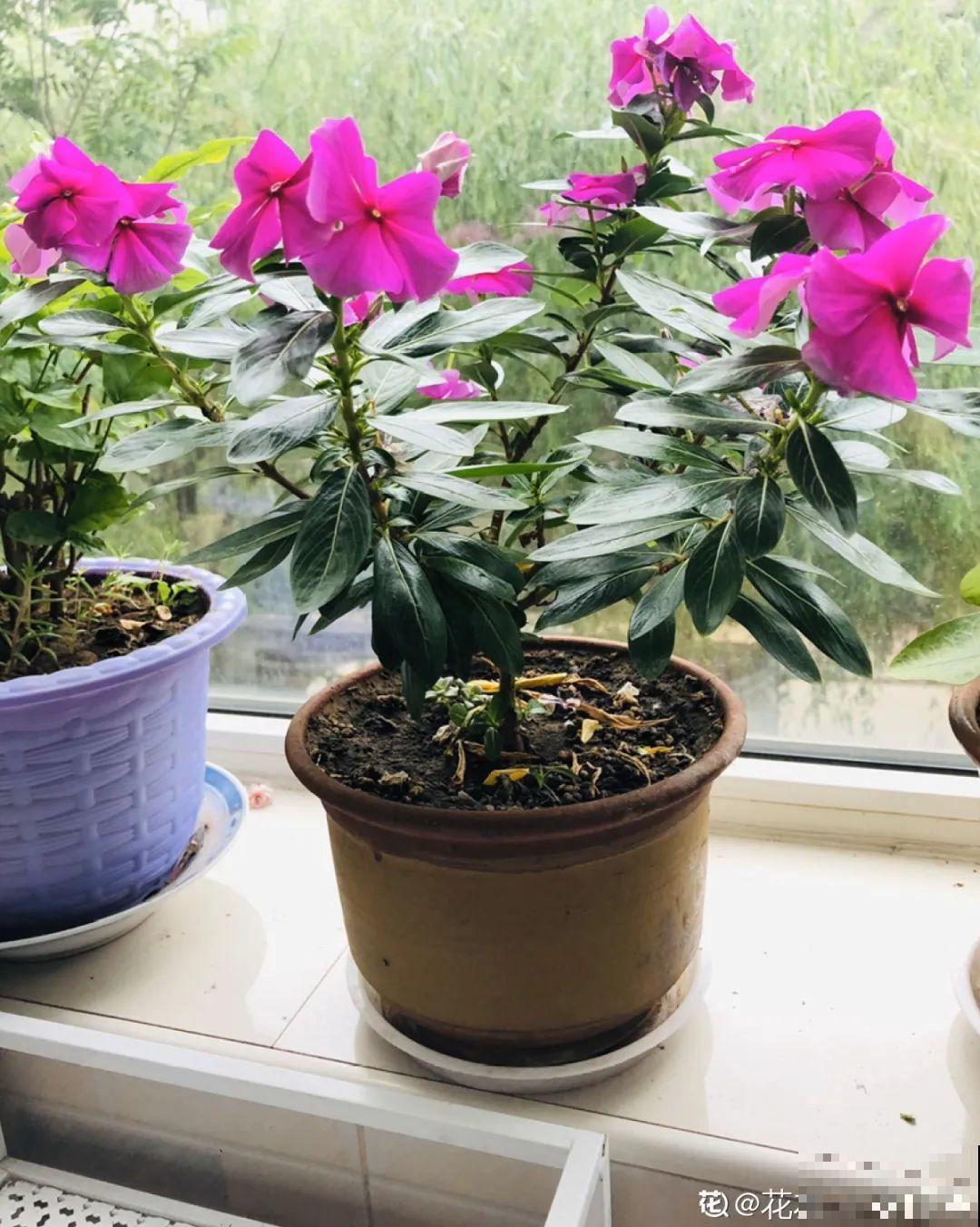 8种花,养小不养老,越老开花越少! 8种花,养小不养老,越老开花越少!