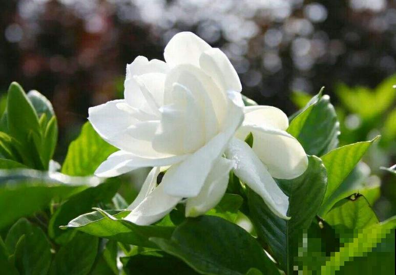 叶子发黄，就这4个原因，看完就明白了！