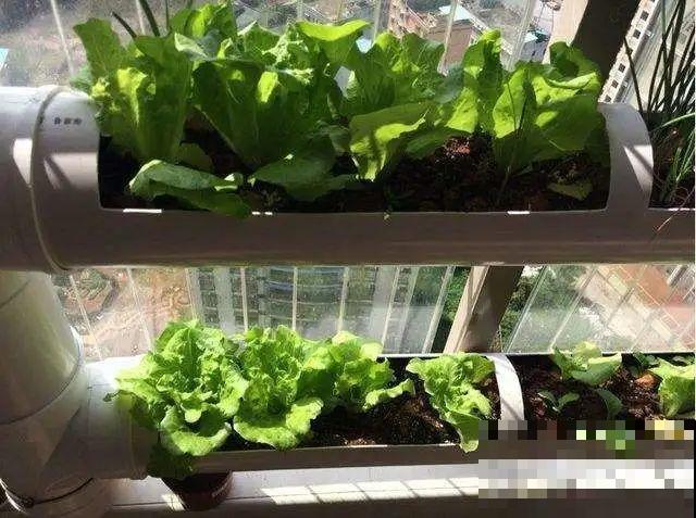 把菜种自家墙上,多得吃不完,太震撼 把菜种自家墙上,多得吃不完,太震撼