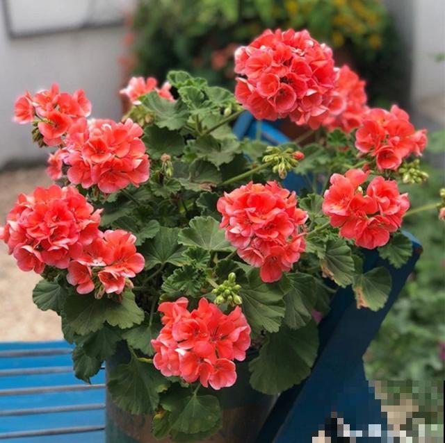 秋天养花就得折腾,修剪换盆施肥,一个工作都不能少! 秋天养花就得折腾,修剪换盆施肥,一个工作都不能少!