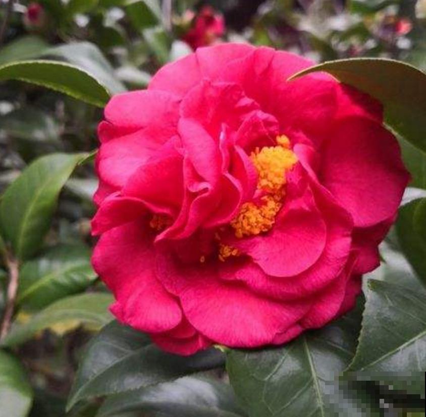 秋天修剪要慎重,这4种花不能随便剪,剪了就后悔! 秋天修剪要慎重,这4种花不能随便剪,剪了就后悔!