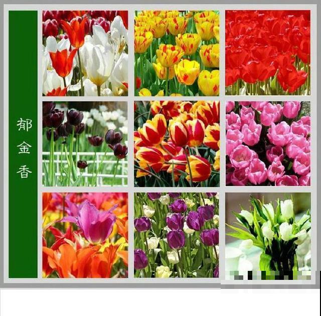 最齐全的《百花图谱》,珍藏起来,路边花都能叫上名! 最齐全的《百花图谱》,珍藏起来,路边花都能叫上名!