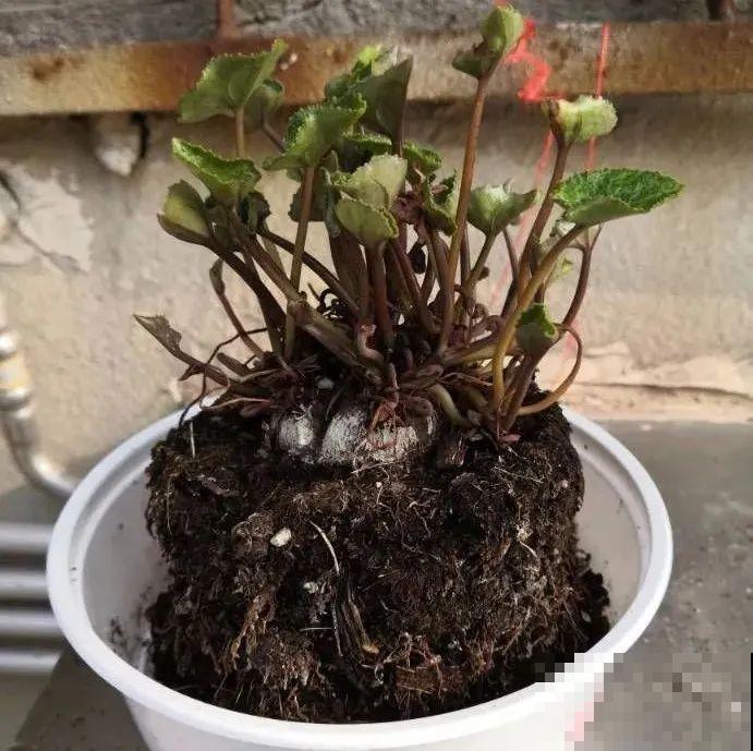 秋老虎来了，9种花进入“死期”，切莫大意！