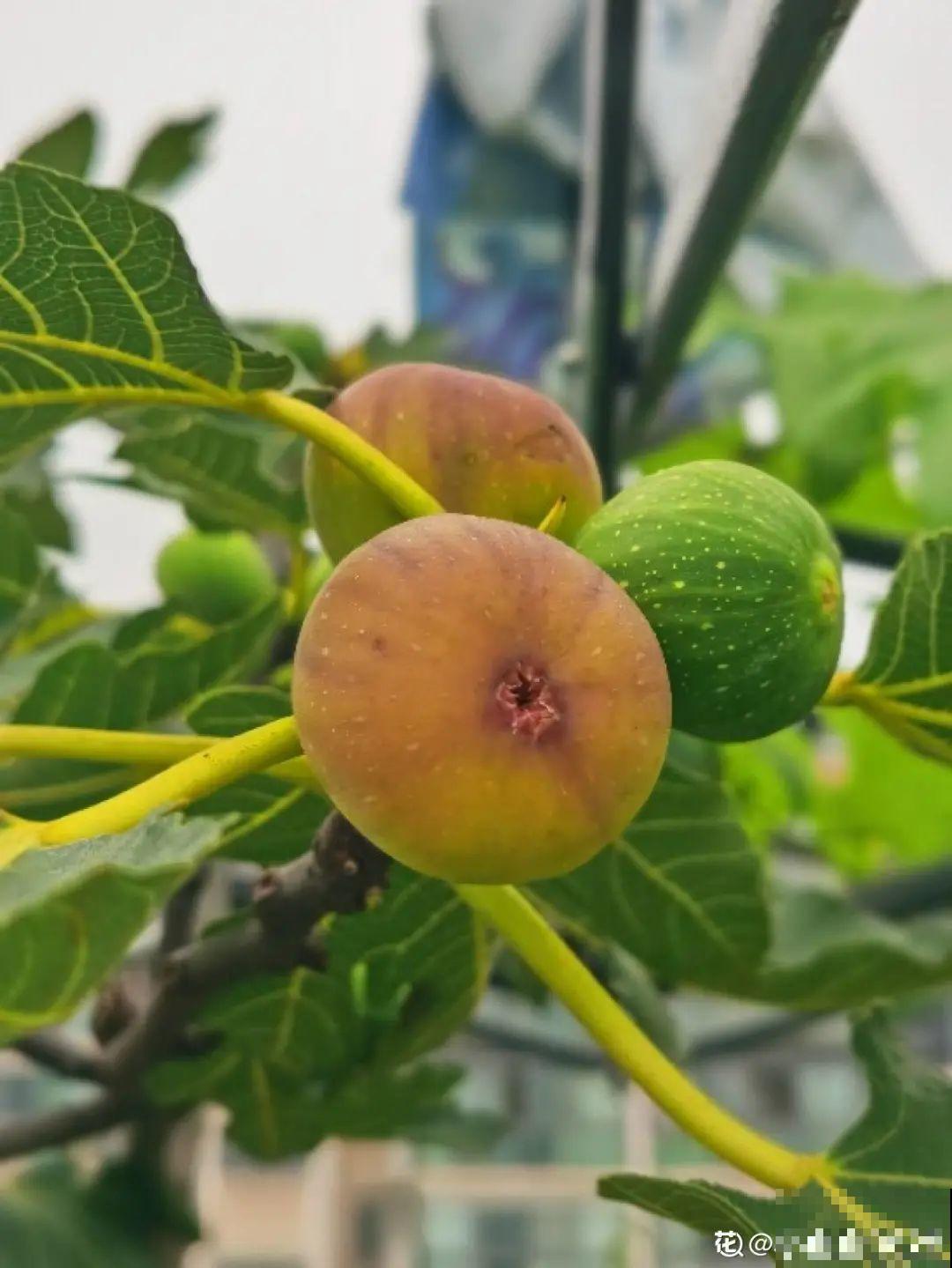 枝条不用扦插也能繁殖，环割一圈裹上土，塑料袋一包就能长根