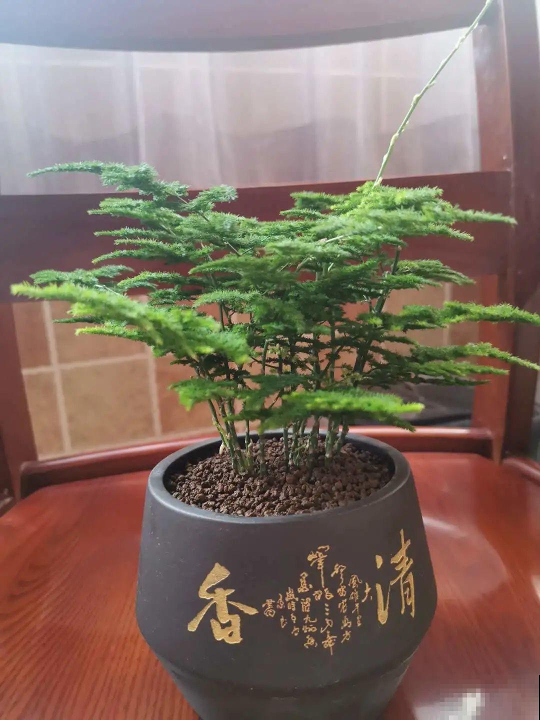 花盆越大越好看？错了，小盆种花美到窒息！
