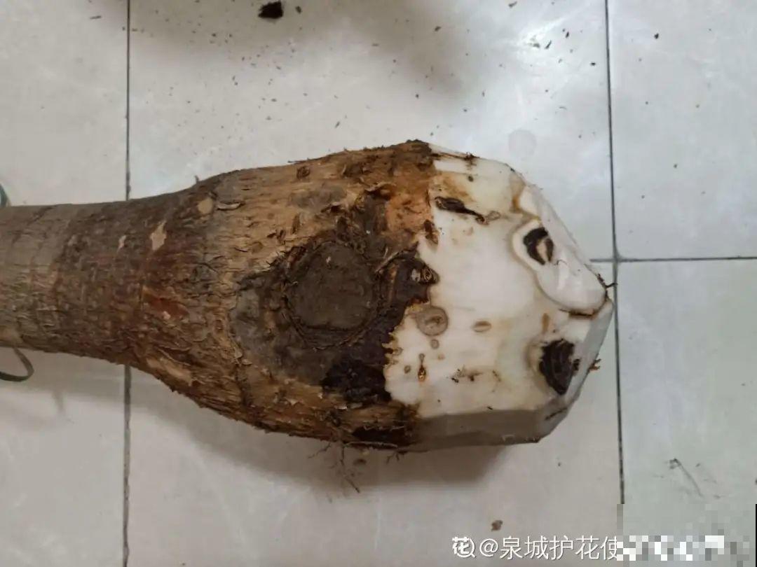 秋凉容易生虫子，月季招来害虫，必须赶紧换盆