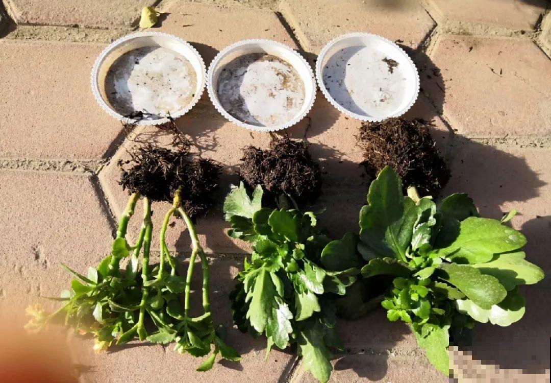 三伏已过,这花可以处理了,晚了错过开花! 三伏已过,这花可以处理了,晚了错过开花!