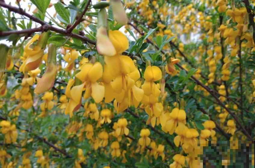 金雀花特抗造，咋养都能活，养它太省心！