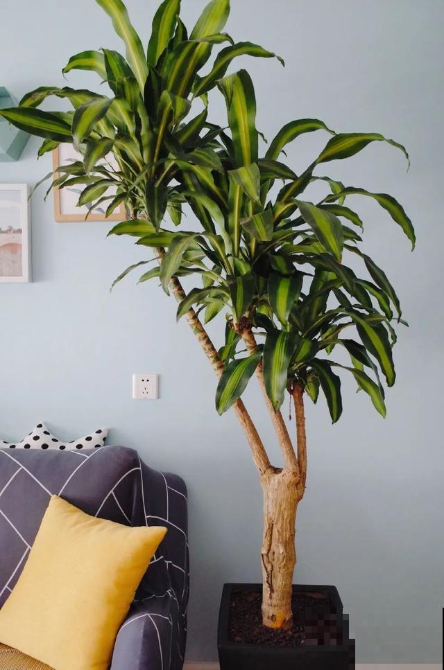 寿命最长的花，10岁养到100岁，够你养一辈子！